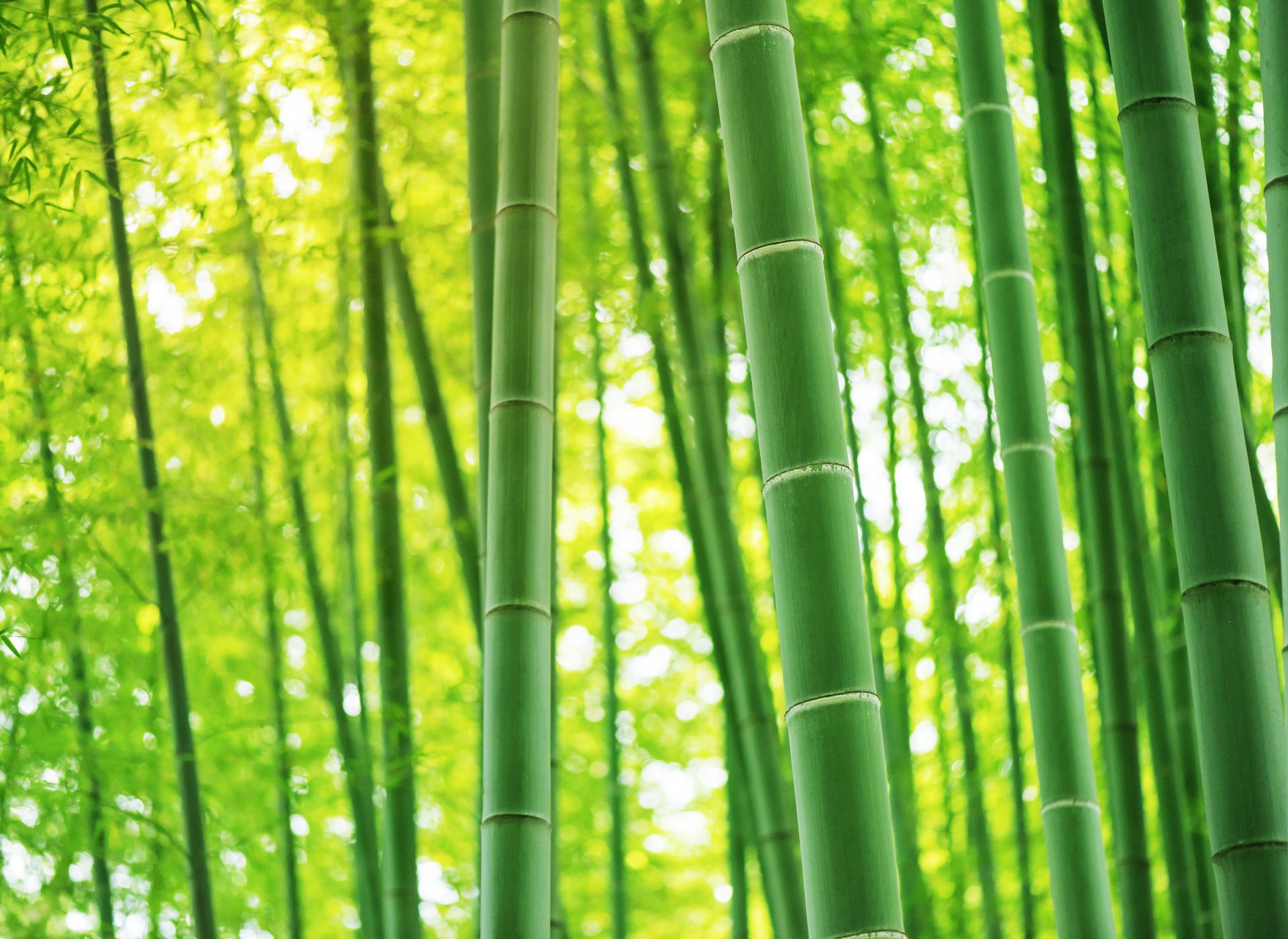 bamboo